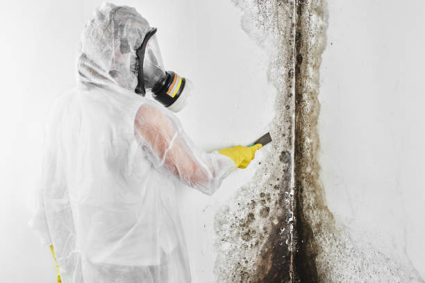 Best Residential Mold Removal  in Averill Park, NY