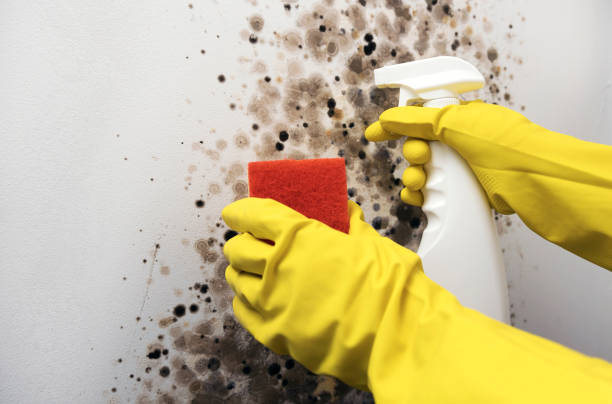 Best Mold Damage Repair  in Averill Park, NY