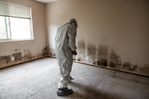 Best Crawl Space Mold Removal  in Averill Park, NY