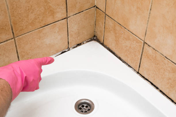 Best Crawl Space Mold Removal  in Averill Park, NY